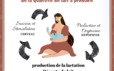 comment votre corps décide de la quantité de lait à produire